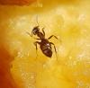 Lasius sp.